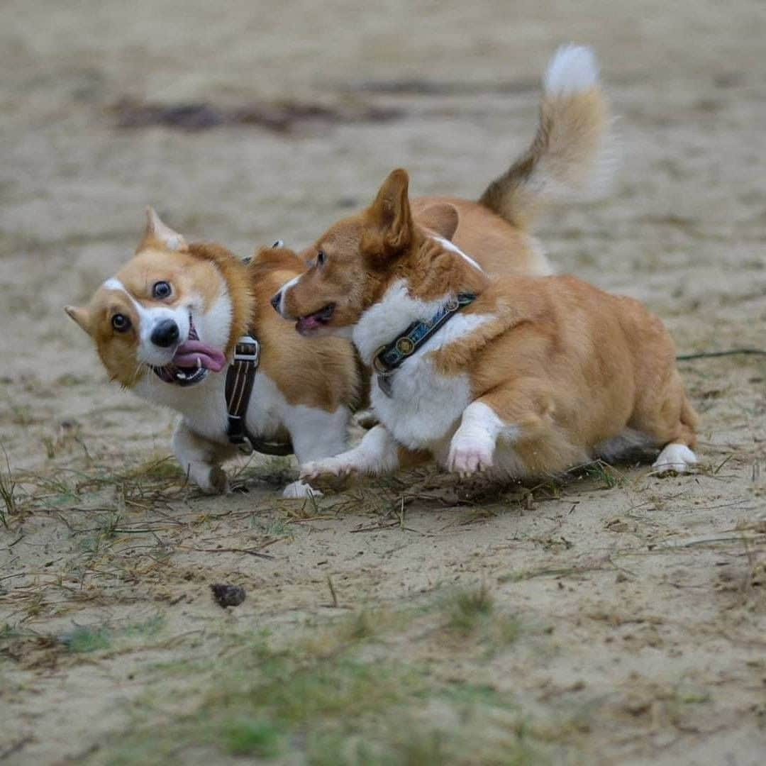 8crapさんのインスタグラム写真 - (8crapInstagram)「Siblings fight - Want to get featured like them? Join “The Barked Club” on FACEBOOK and post something now! 👉 barked.com - 📷 @corgi.barney @heulynn.thecorgi - #TheBarkedClub #barked #dog #doggo #Corgi #Corgis」1月5日 23時00分 - barked