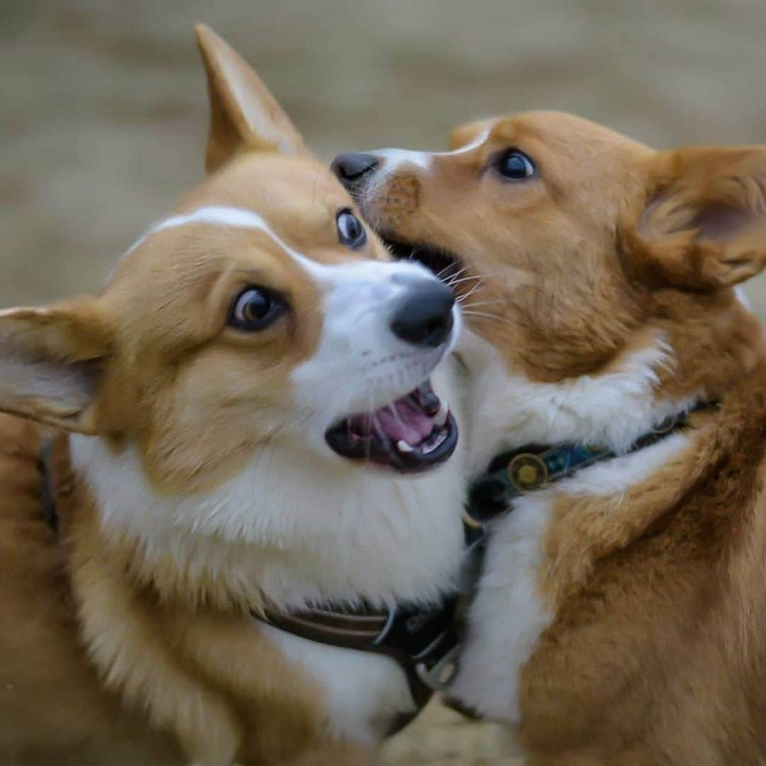 8crapさんのインスタグラム写真 - (8crapInstagram)「Siblings fight - Want to get featured like them? Join “The Barked Club” on FACEBOOK and post something now! 👉 barked.com - 📷 @corgi.barney @heulynn.thecorgi - #TheBarkedClub #barked #dog #doggo #Corgi #Corgis」1月5日 23時00分 - barked