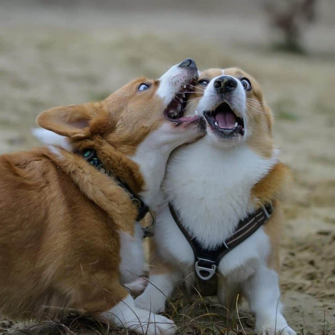 8crapさんのインスタグラム写真 - (8crapInstagram)「Siblings fight - Want to get featured like them? Join “The Barked Club” on FACEBOOK and post something now! 👉 barked.com - 📷 @corgi.barney @heulynn.thecorgi - #TheBarkedClub #barked #dog #doggo #Corgi #Corgis」1月5日 23時00分 - barked