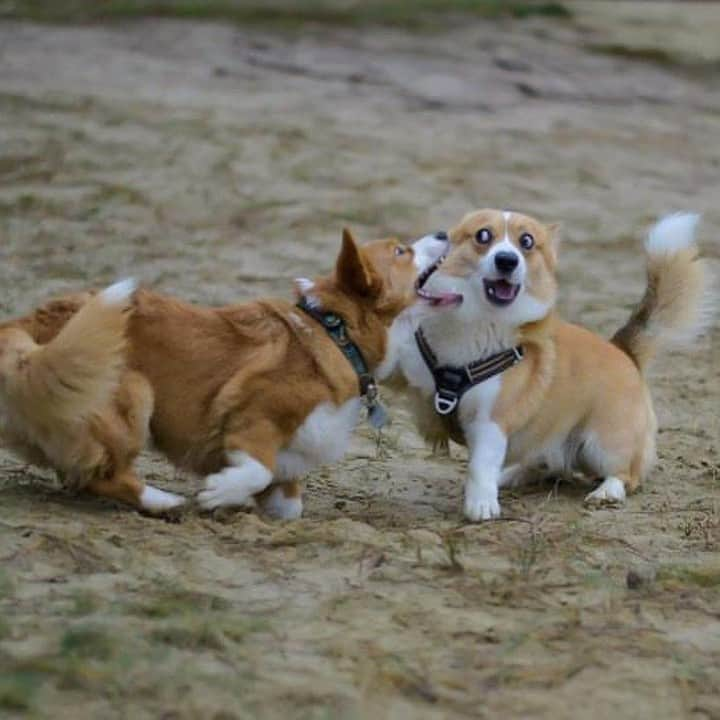 8crapさんのインスタグラム写真 - (8crapInstagram)「Siblings fight - Want to get featured like them? Join “The Barked Club” on FACEBOOK and post something now! 👉 barked.com - 📷 @corgi.barney @heulynn.thecorgi - #TheBarkedClub #barked #dog #doggo #Corgi #Corgis」1月5日 23時00分 - barked