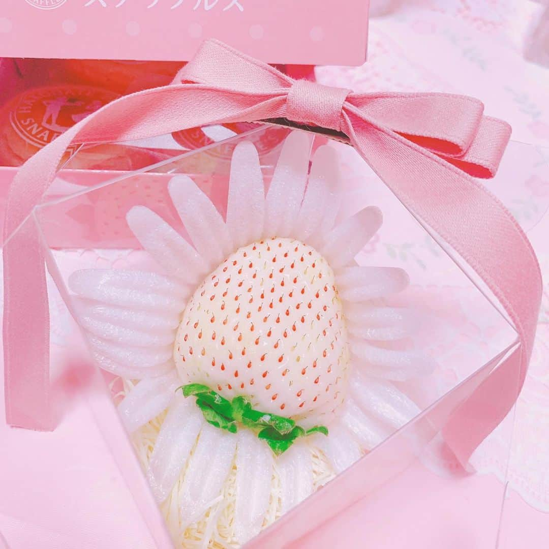 三村遙佳さんのインスタグラム写真 - (三村遙佳Instagram)「． 今日は、1月5日(火)♡ いちごの日🍓  お買い物してたら おっきい白い苺を見つけたよ〜₍ᐢ⸝⸝› ̫ ‹⸝⸝ᐢ₎🍓  雪うさぎ🐰っていう名前なんだって♪ かわいい♡ むにちゃんっぽい名前〜🐰🎀  しかもね、セールしてたの！！ 半額になってた😆💗 一粒買っちゃった！！🍓  写真だと大きさが伝わりずらいけれど とっても大きいんだよ〜〜🐇💗  すっごく甘くて美味しかった💗  #いちご #苺　#いちごの日　#strberry  #果実　#フルーツ　#可愛い　#pink #white #red #白いうさぎ　#딸기 #귀여워 #후르츠 #스트로베리」1月5日 23時30分 - mimuraharuka_1027