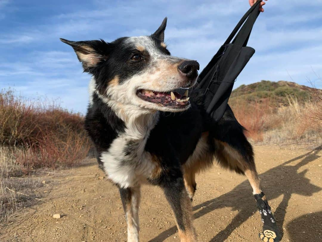 サラ・ドリューさんのインスタグラム写真 - (サラ・ドリューInstagram)「A drive to the mountains for some much needed mental health. ❤️❤️❤️ (Our Lucy pup is 15 and this summer her hips have really been struggling, so she needs booties to walk around and grip the floor and sometimes needs some support in her back legs while walking. She was so happy on this little adventure walk. )」1月5日 23時35分 - thesarahdrew