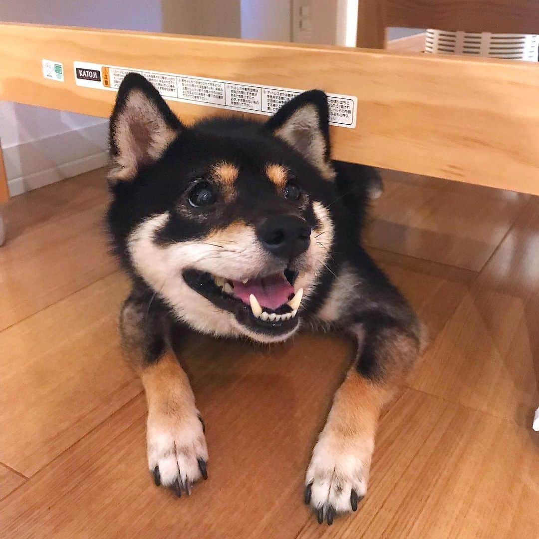 まめ丸のインスタグラム：「* * ベビーベッド🍼の下で かくれんぼ🐶💓 #ベビーベッドの下のまめ丸 * 公式LINEお友達登録おねがいします🐶💓↓ ID検索🔍で@312mpyjt または ストーリーズorハイライトから * hide-and-seek🐶💓 （under the crib🛏） * #パパへんなとこさがしてる #そっちじゃないよ #見つけてもらえないとすぐ出てきちゃう * #柴犬#豆柴#柴#黒柴#犬#ふわもこ部#いぬのきもち部#shiba#shibainu#shibastagram#shibadog#puppy#instadog#dogstagram#dog#instashiba#petstagram#pet#cutepetclub#강아지#멍스타그램#doglover#ilovemydog#weeklyfluff#boopthesnoot#まめ丸かくれんぼ」
