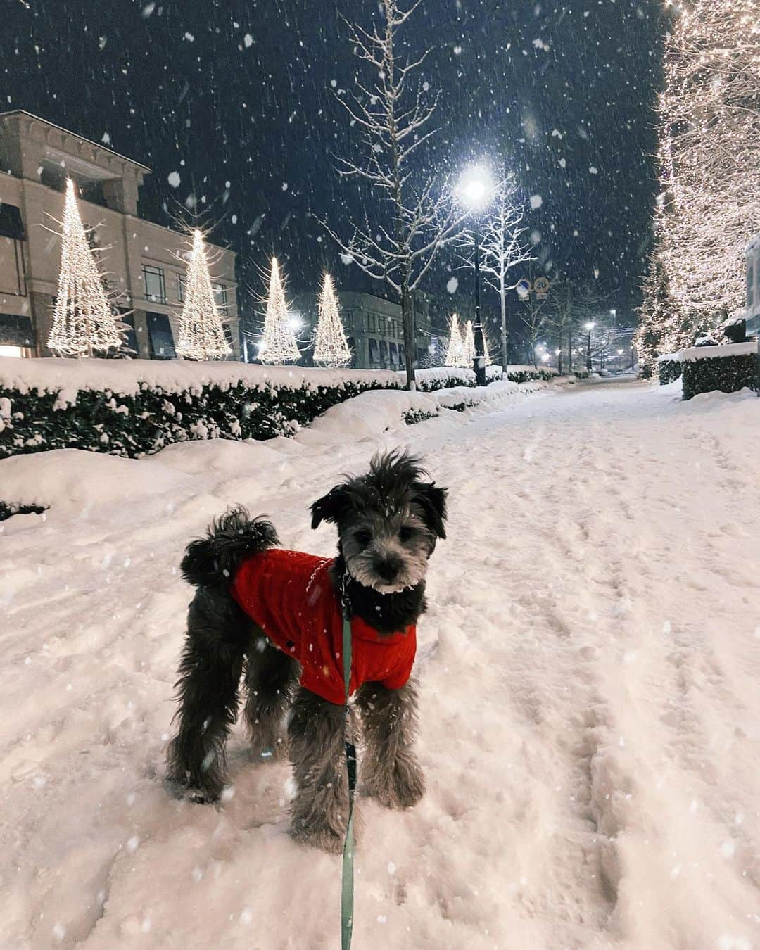 Yumiko Obaのインスタグラム：「雪とてって🦦がカッコよく撮れたので残しておこう * * 今年もぽっけ🐒❤︎てって🦦とstylepointをどうぞよろしくお願いします🐮❤️ * * #あけましておめでとうございます  #今年もよろしくお願いします  #🎍  #⛩ #🌅  * * * ____________________________________________________💐 ❤︎stylepoint❤︎ 即納品、SALE品のみでご購入下さると 即日発送🔜🔜🔜🛒🛍📦🏠 * * 予約商品と一緒にご購入されますと、予約商品が揃ってからの発送になります⚠️⚠️⚠️ * * 別発送をご希望の場合はこちら💁‍♀️ ⬇️ ⬇️ info＠stylepoint.jp お気軽にお問い合わせください☺️💖 ____________________________________________________💐 * * * * * ____________________________________________________💐 🛍postへのタグ付けからshop NOW🛒❣️ ✈︎✈︎✈︎商品ページにすぐに飛べるようになっています。 プロフィールにはshopへのリンクがございます🌟 💌お問い合わせはメールにてinfo@stylepoint.jp ____________________________________________________💐  #大人コーディネート #大人コーデ #大人女子 #大人ファッション #大人カジュアル #大人カジュアルコーデ #大人女子コーデ  #トイプードル #ポメプー #ぽっけてって  #2021 #2021年 #雪と犬 #イルミネーションデート #イルミネーション綺麗 #イルミネーション✨ #イルミネーション #雪の日 #雪の日コーデ #雪の華 #雪だるま #雪景色 #雪  #happynewyear  #セレクトショップ  https://stylepoint.jp」