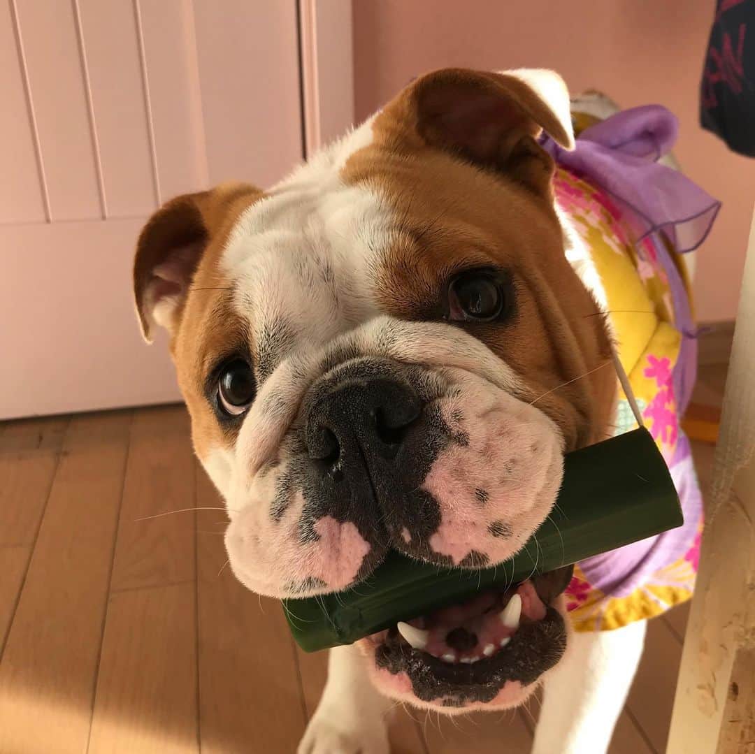 三浦麗のインスタグラム：「おにつめのかたな #鬼滅の刃 #禰豆子 #ブルドッグ #bulldog」