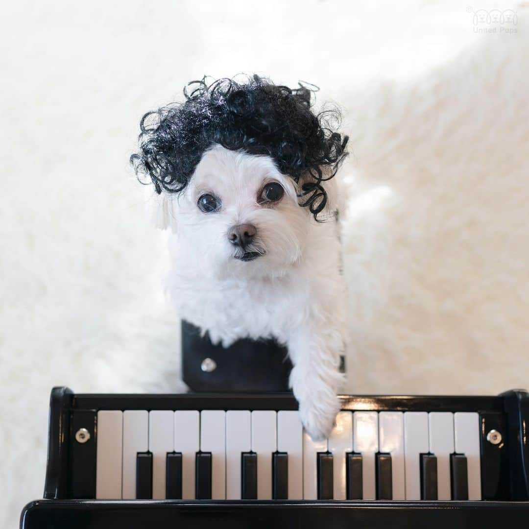 hi.arodのインスタグラム：「Ludwig van A-Rod just finished his first symphony.  Guess the song!👉  #pianodog」