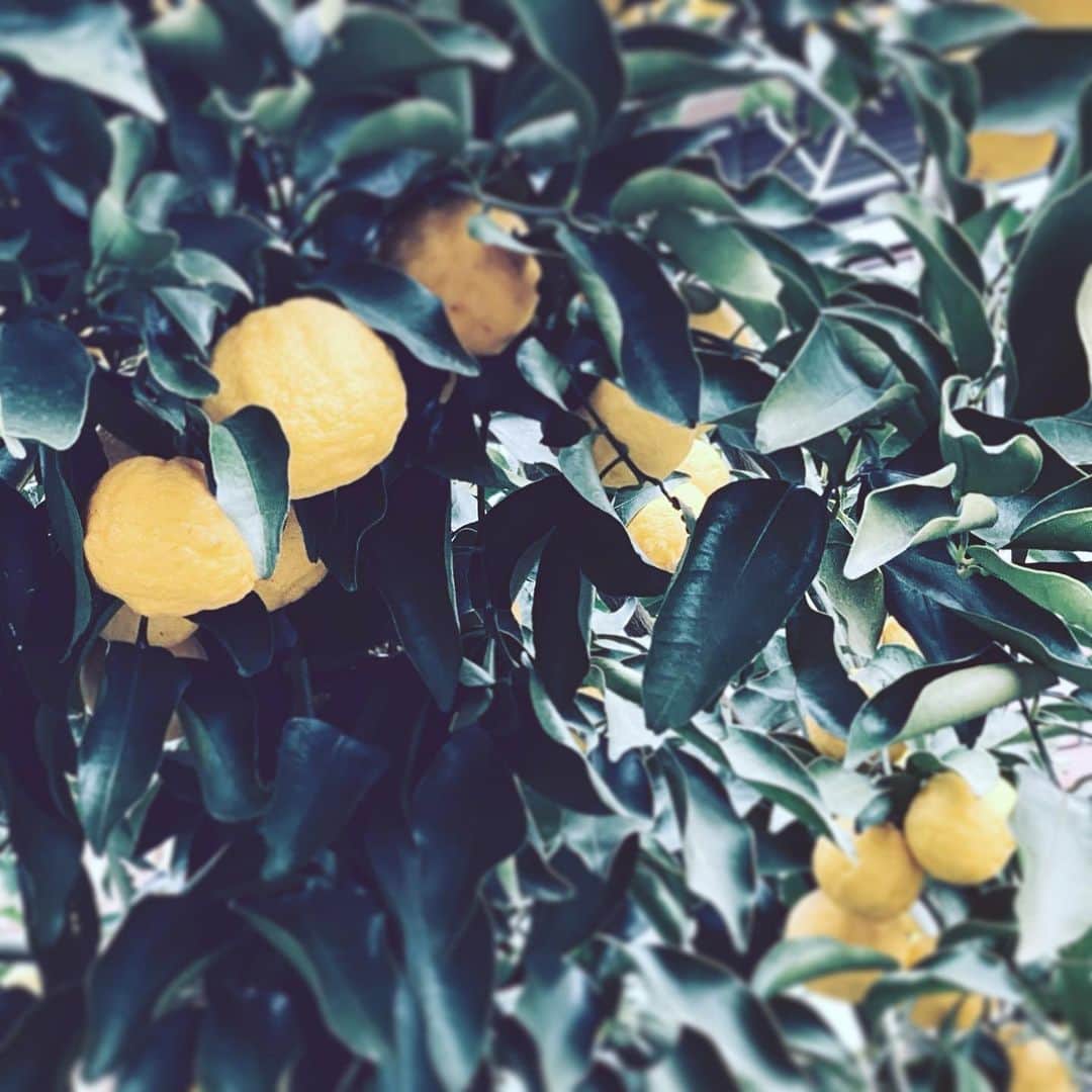 中野敬久さんのインスタグラム写真 - (中野敬久Instagram)「#レモン #ではない #theyarenot #lemon #thenwhat」1月6日 10時53分 - hirohisanakano