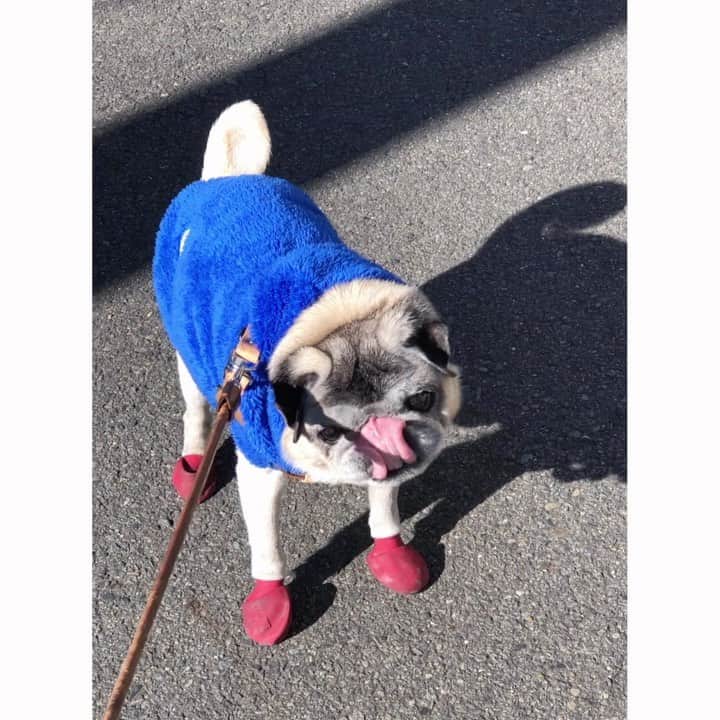 八兵衛のインスタグラム：「I don’t wanna go back☹️ Jan1,2021 * * 初駄々ごね はっちゃん。 * * こんなに動かないのパピー以来w * * #イートインだと信じてたのにテイクアウトでおこ #アホ声はスルーでお願いします👵🏻　　  #ほぼ黒パグ #おじいちゃん犬 #pug #puggy #puglife #puglove #petstagram #pugstagram #pugsofinstagram #pugs #dog #ふわもこ部  @igersjp #IGersJP #east_dog_japan #pecoイヌ部 #八兵衛 #はちべえ #sippoストーリー」