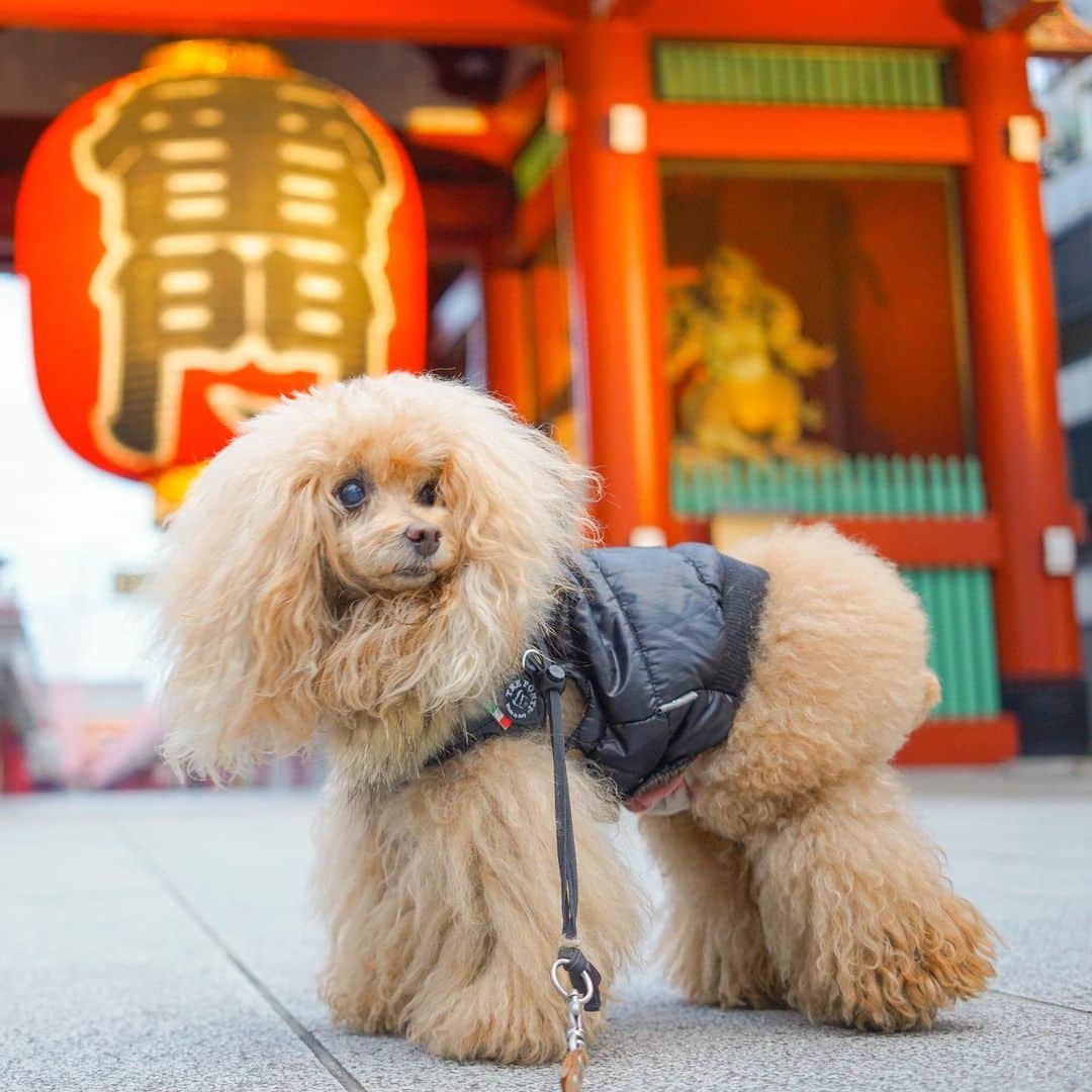 Toypoodle Mikuru?Asakusa Tokyoのインスタグラム：「20210106 Wednesday. Good morning ! Friends 💝  今日も元気に朝活肉活🍖😆✨  ❶ ダウンの下から腹巻見えてる みきゅるん🤣 ❷❸ 肉活動画🍖  なんだか、どんよりとしたお天気🥲 寒さも増してきて、あさんぽ時間は飼主ガタブルです🥶  #浅草寺 #雷門 #朝活 #肉活」
