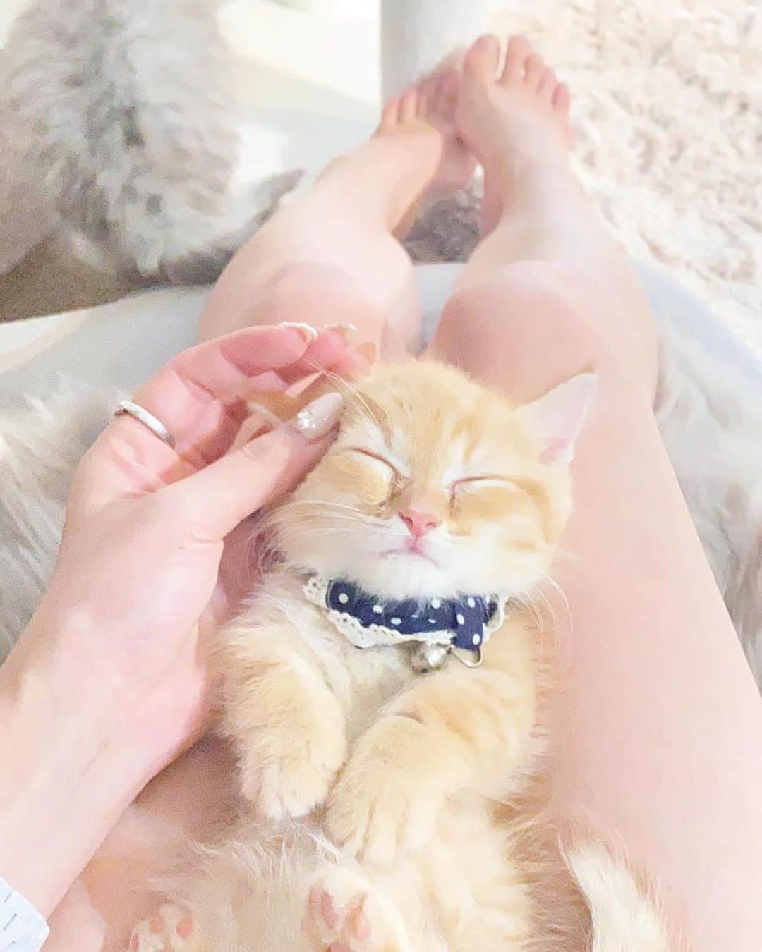 ゆーちゃんさんのインスタグラム写真 - (ゆーちゃんInstagram)「膝の上でねてる笑   #愛猫 #ねこ #ねこ部 #猫スタグラム #にゃんすたぐらむ #にゃんこ #にゃんだふるらいふ #ねこすたぐらむ #ねこちゃんホンポ #子猫 #仔猫 #ねこのいる生活 #猫のいる暮らし #猫好きさんと繋がりたい #猫好き #ねこのいる暮らし #ねこと暮らす #ミヌエット#マンチカン #ペルシャ  #猫好きな人と繋がりたい #ねこのきもち #ペコねこ部 #にゃんグラム #にゃーぐらむ #ゆるネコ倶楽部」1月6日 11時36分 - yurina_era999