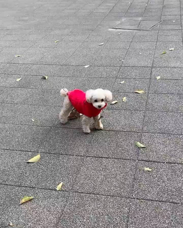 せんだるかのインスタグラム：「落ち葉かさかさ大好き❤︎🐶」