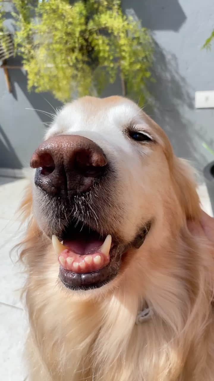 Bobのインスタグラム：「Vitamina D + Felicidade  . . #pets #photooftheday #petsofinstagram #instagrammers #instagram #instadaily #vejasp #goldenretriever #goldenretrievers #goldenretrieversofinstagram #dogs #dogstyle #dogoftheday #dogsofinstagram #saopaulo #gudfriends #photography」