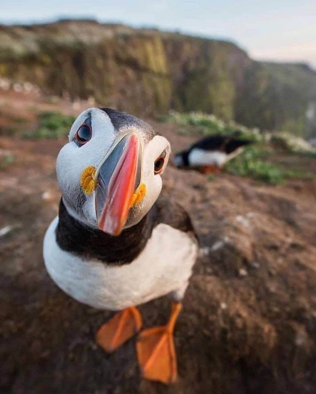 Discover Earthさんのインスタグラム写真 - (Discover EarthInstagram)「Life amongst wild animals in the north!  1. @wossa_price  2. @harryreadphoto  3. @samimatias  4. @hammermake  5. @omeragraph   #discoverearth   . . . .  #puffin  #drawing  #illustration  #seabird  #maskonur  #island  #islandia  #birdphotography  #adventure  #icelandtravel  #animals  #faroeislands  #puffinsofinstagram  #photography  #birdwatching  #atlanticpuffin  #travelphotography  #wildlifephotography  #birdsofinstagram  #icelandic  #cute  #art  #nordic  #scandinavian  #reindeer」1月6日 4時00分 - discoverearth