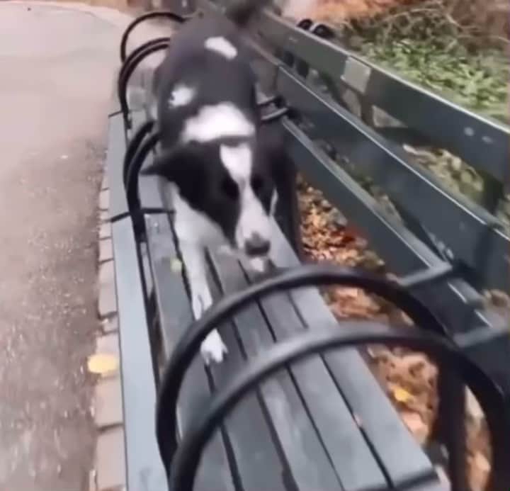 DogsOf Instagramのインスタグラム：「Here we go! Our Trick of the Week brought to you by @kitch_city! 👾  Does your dog have a neat trick you want to show off? Send us your submissions! Link in bio 🐾   #dogsofinstgram #tuesdaytricks #trickoftheweek」