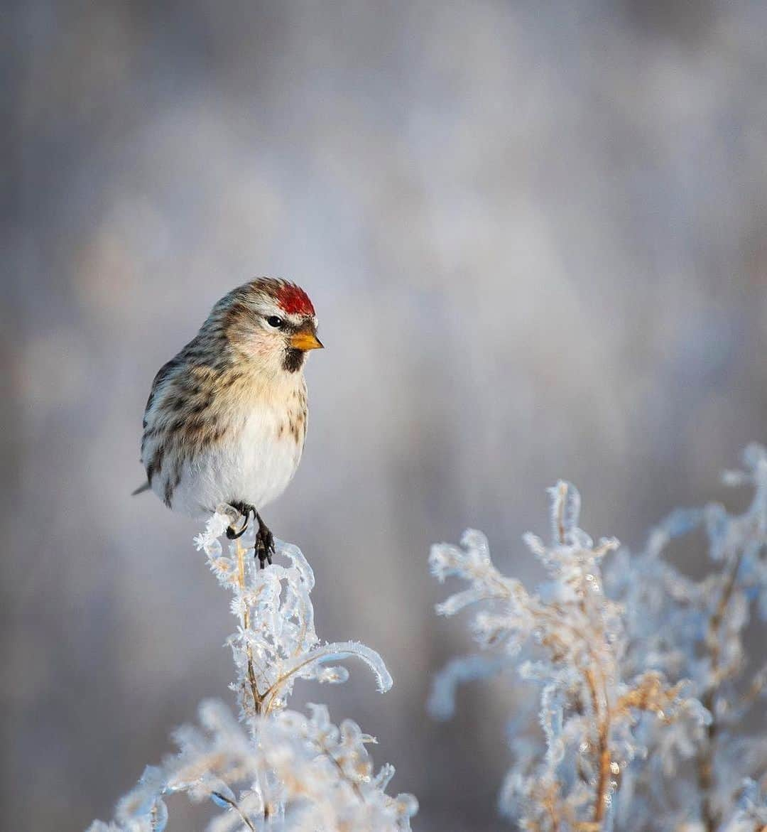 NikonUSAさんのインスタグラム写真 - (NikonUSAInstagram)「Peacefully perched on #NationalBirdDay! 📸 by @the_peck_deck with the D500 and AF-S NIKKOR 200-500mm f/5.6E ED VR: "Watching the sunrise through the fog over this ice glazed landscape"  #D500 #NikonNoFilter」1月6日 5時07分 - nikonusa