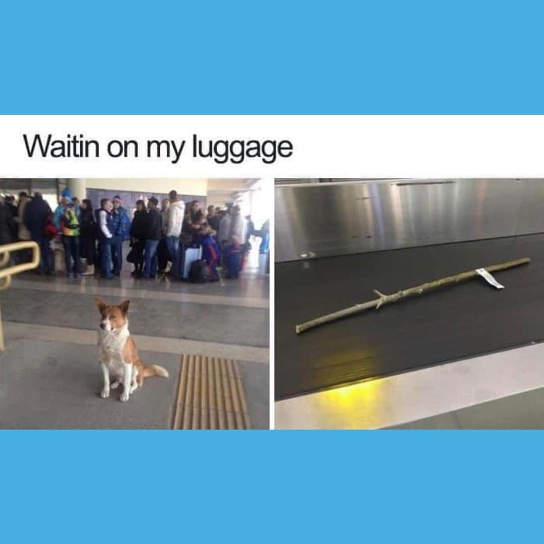 BarkBoxのインスタグラム：「that stick is PRECIOUS CARGO 😤」