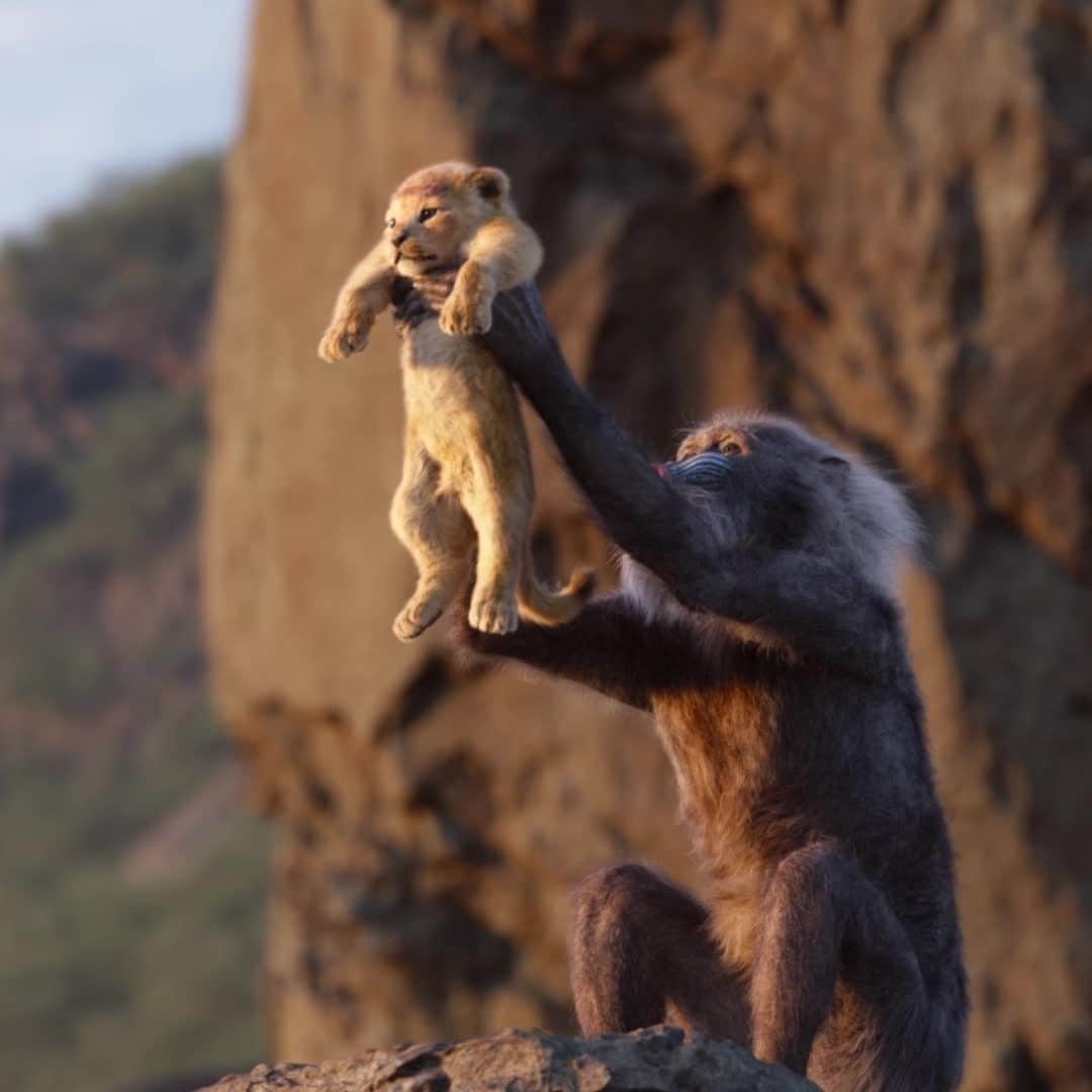 アメリカン・ブロードキャスティング・カンパニーのインスタグラム：「It is time... Join #TheWonderfulWorldofDisney for the Broadcast Premiere of #TheLionKing tonight at 8|7c on ABC!」