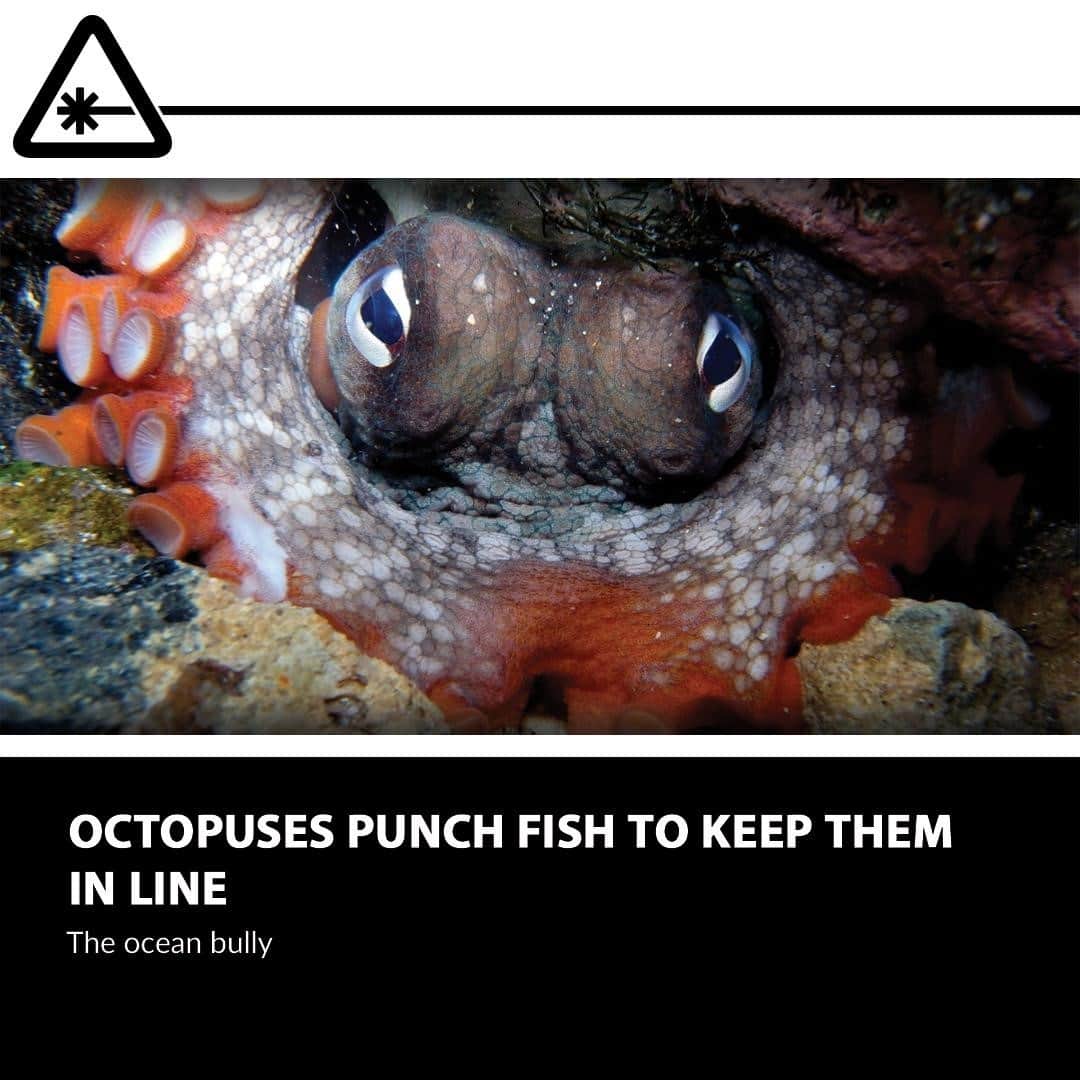 クリス・ハードウィックさんのインスタグラム写真 - (クリス・ハードウィックInstagram)「Turns out octopuses are also excellent underwater brawlers 🐙⁠ link in bio」1月6日 6時01分 - nerdist