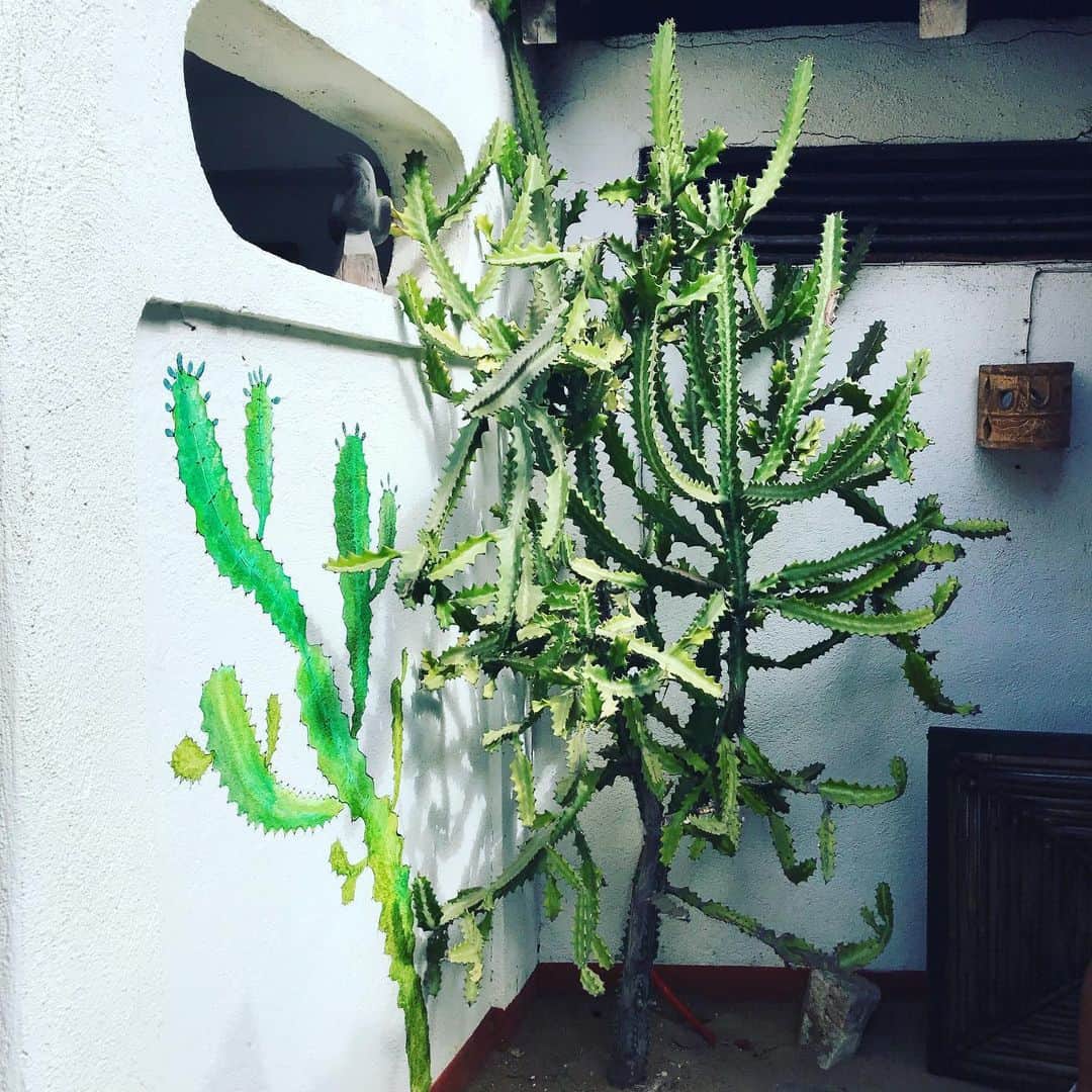 トームさんのインスタグラム写真 - (トームInstagram)「This is a 🎄 made from 🌵 and other notable green things in #Zipolite #Oaxaca」1月6日 6時08分 - tomenyc