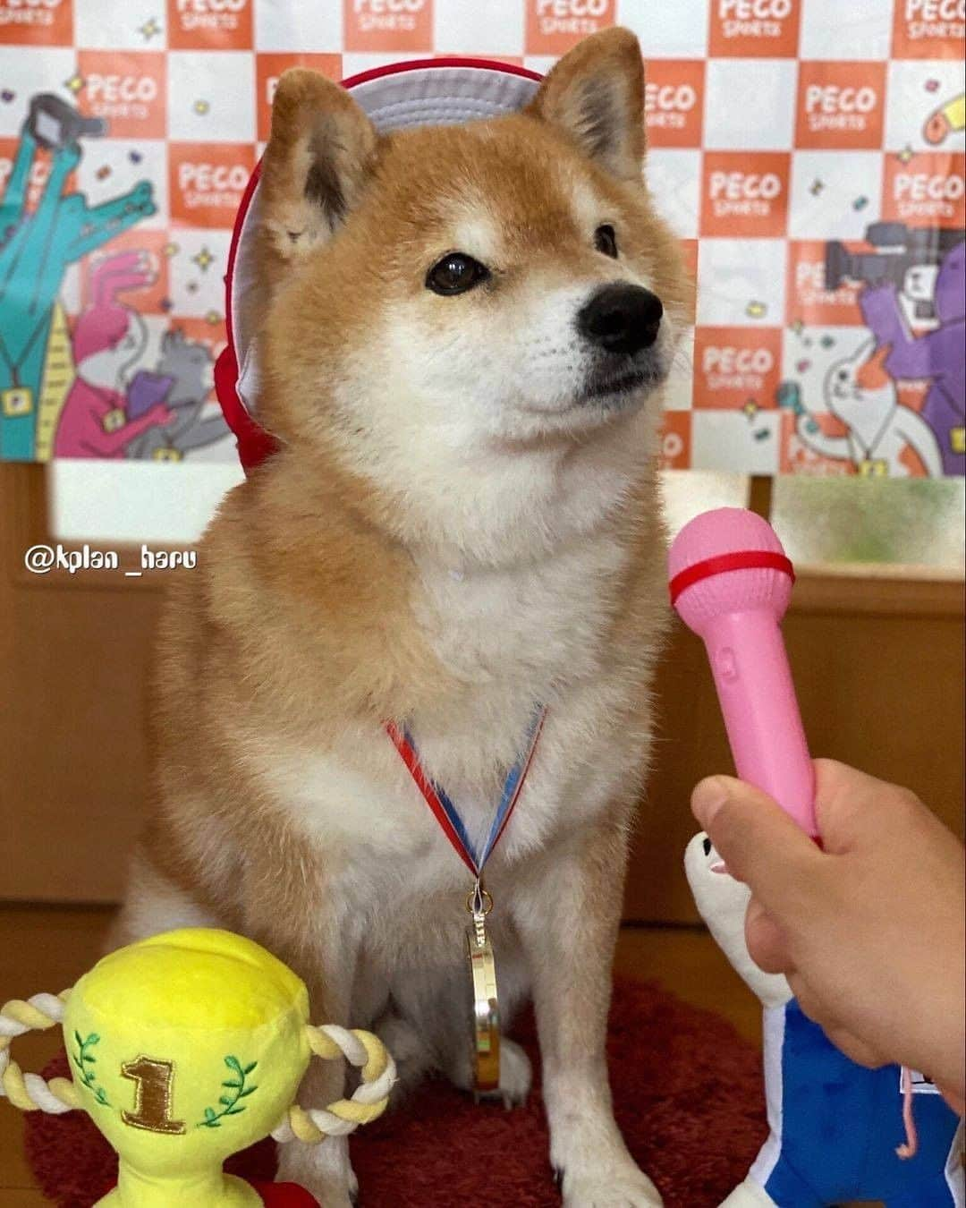 9GAGさんのインスタグラム写真 - (9GAGInstagram)「A doge of many talents. By @kplan_haru - #shiba #doge #9gag」1月6日 7時01分 - 9gag