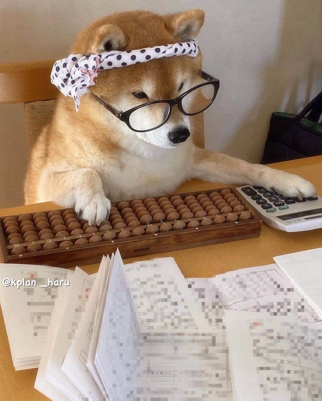 9GAGさんのインスタグラム写真 - (9GAGInstagram)「A doge of many talents. By @kplan_haru - #shiba #doge #9gag」1月6日 7時01分 - 9gag