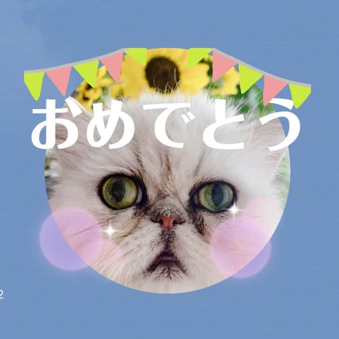 早坂香須子さんのインスタグラム写真 - (早坂香須子Instagram)「新年、なこ様スタンプ作り始めたらハマってしまいました😂 @nacojournal  4年間分の写真から観ながら、なんで可愛いんだ！とふにゃふにゃしてます。なんというか、私にとってのメディテーションかもしれない🤣」1月6日 7時12分 - kazukovalentine