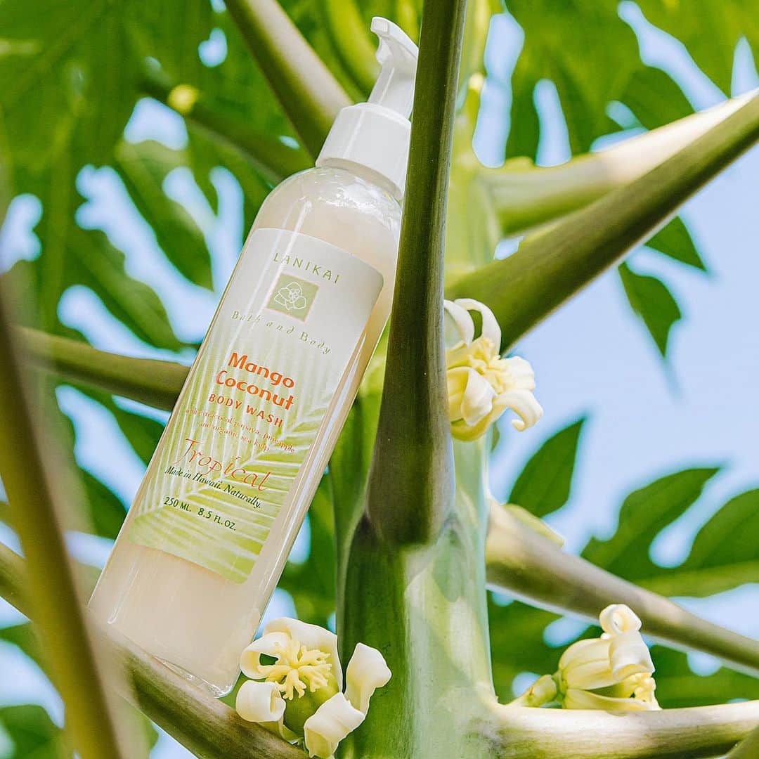 Lanikai Bath and Bodyさんのインスタグラム写真 - (Lanikai Bath and BodyInstagram)「More than a delicious island treat, papaya is loaded with vitamins and nutrients that make it great for the skin, hair and body- it’s why we use it in our products.  Papaya fruit extract makes an effective, nonabrasive exfoliant. An enzyme in the fruit, papain, helps to remove impurities and slough away dead skin cells. With regular use of the ingredient is said to help to fade acne spots, scars, and sun damage and build collagen.   Enjoy the health benefits of papaya without having to eat it every day, shower & lather on!  #papaya #mango #coconut #noworries #beauty #bathandbody #local #hawaii #paradise #goodvibes #organic #natural #coconutoil #bodywash #shower #collagen #microdermabrasion #exfoliate #seakelp #awapuhiwildginger #dermatology #antiaging」1月6日 7時23分 - lanikaibathandbody
