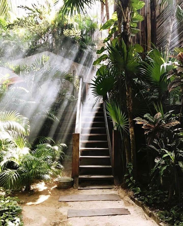 カレントエリオットのインスタグラム：「stairway to plant paradise 🌿  #inspo #plants #garden #architecture」
