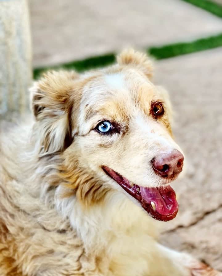 A.J.のインスタグラム：「I have to put my boy down tomorrow and it’s killing me. Daddy will miss you, Ozzy. You’ve been such an amazing best friend and family member. You will be missed so much and never, ever forgotten. I hope you see your big brother, Bernie, in puppy heaven. I love you and always will. Everyone out there, hug your pet today because they are family and bring so much joy into our hearts. Goodnight, sweet prince. 😭😭😭」
