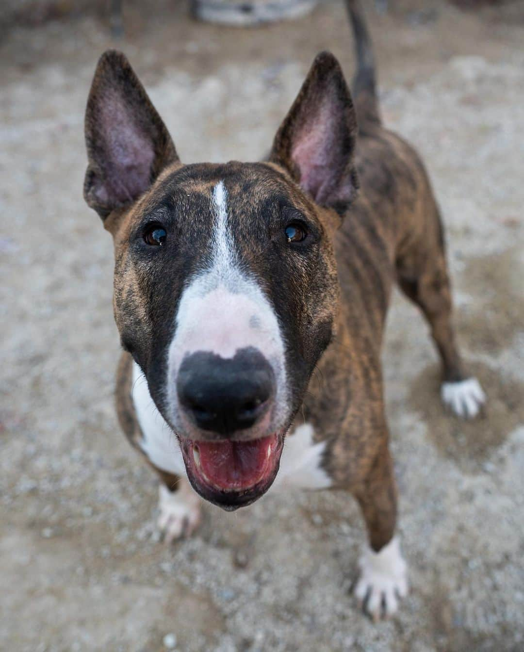 The Dogistさんのインスタグラム写真 - (The DogistInstagram)「Luna, Bull Terrier (3 y/o), Washington Square Park, New York, NY • “Her owner is an 87-year-old who doesn’t get out much, so she just comes to the park twice a week.”」1月6日 8時28分 - thedogist