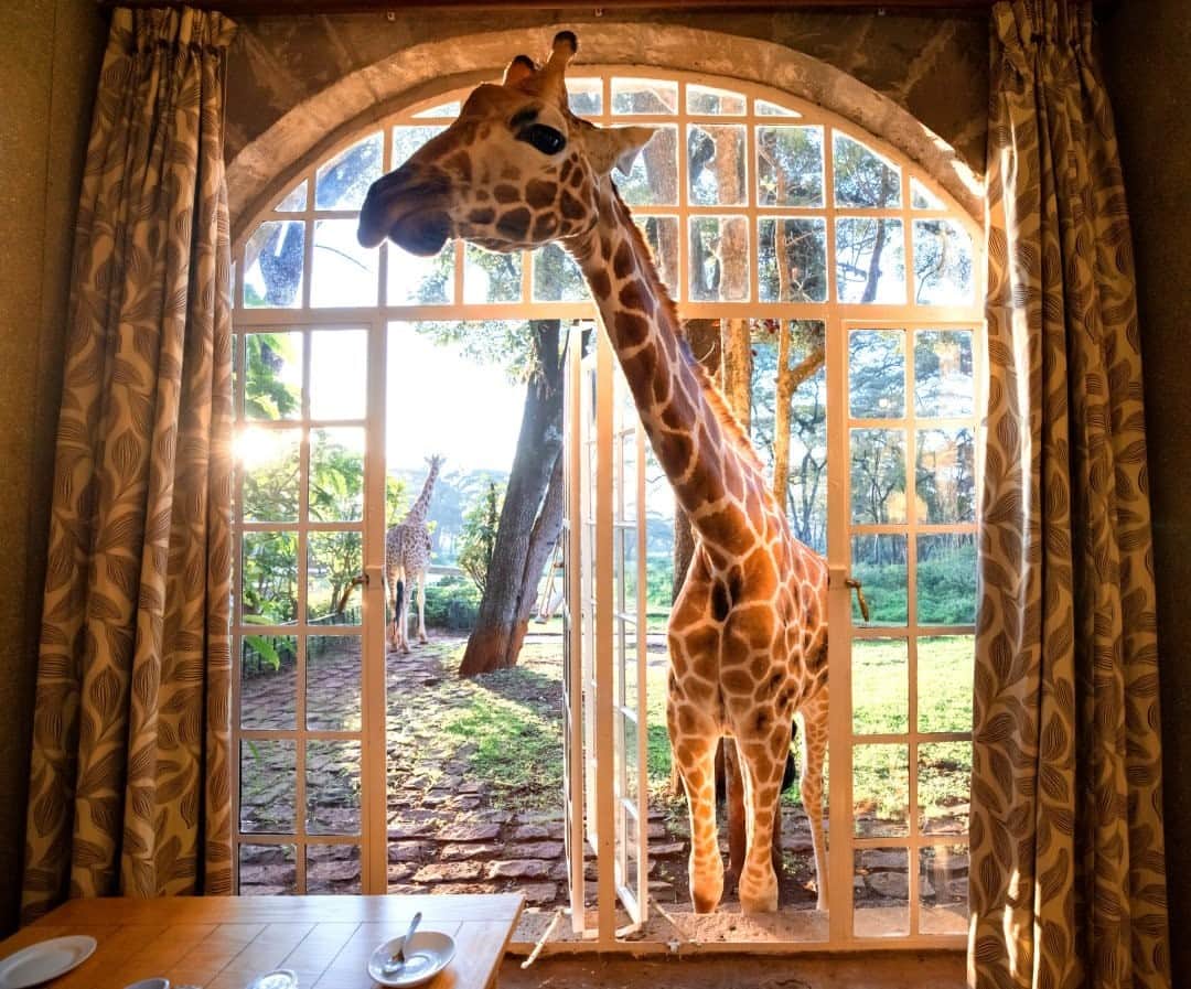 ナショナルジオグラフィックさんのインスタグラム写真 - (ナショナルジオグラフィックInstagram)「Photo By Keith Ladzinski @ladzinski / There is an undeniable novelty of enjoying a morning cup of coffee and seeing a giraffe curiously poke its head into the room. This is a morning occurrence at Giraffe Manor, a 12-room hotel located on the outskirts of Nairobi, Kenya. Originally built in the 1930s, this property over the years became a sanctuary for the highly endangered Rothschild giraffe—and to this day is home to a breeding program dedicated to the preservation of this dwindling species. To see more photos from this remarkable place, please visit @ladzinski.」1月6日 8時35分 - natgeo