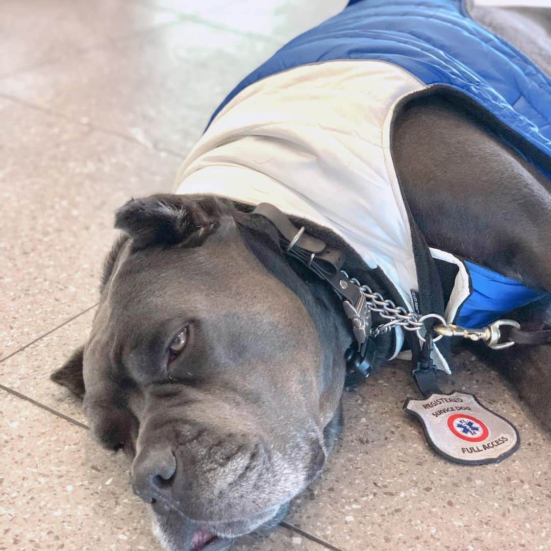 村主章枝さんのインスタグラム写真 - (村主章枝Instagram)「King is service dog at  @labelleterrebakerycafe  Very quiet and friendly.  Please come and meet him. 看板犬のキング！ とてもおとなしくて、でも人懐っこいワンちゃんです。 会いにきてね！ #labelleterrebakery  #bakery  #pastries」1月6日 8時55分 - fumie.suguri