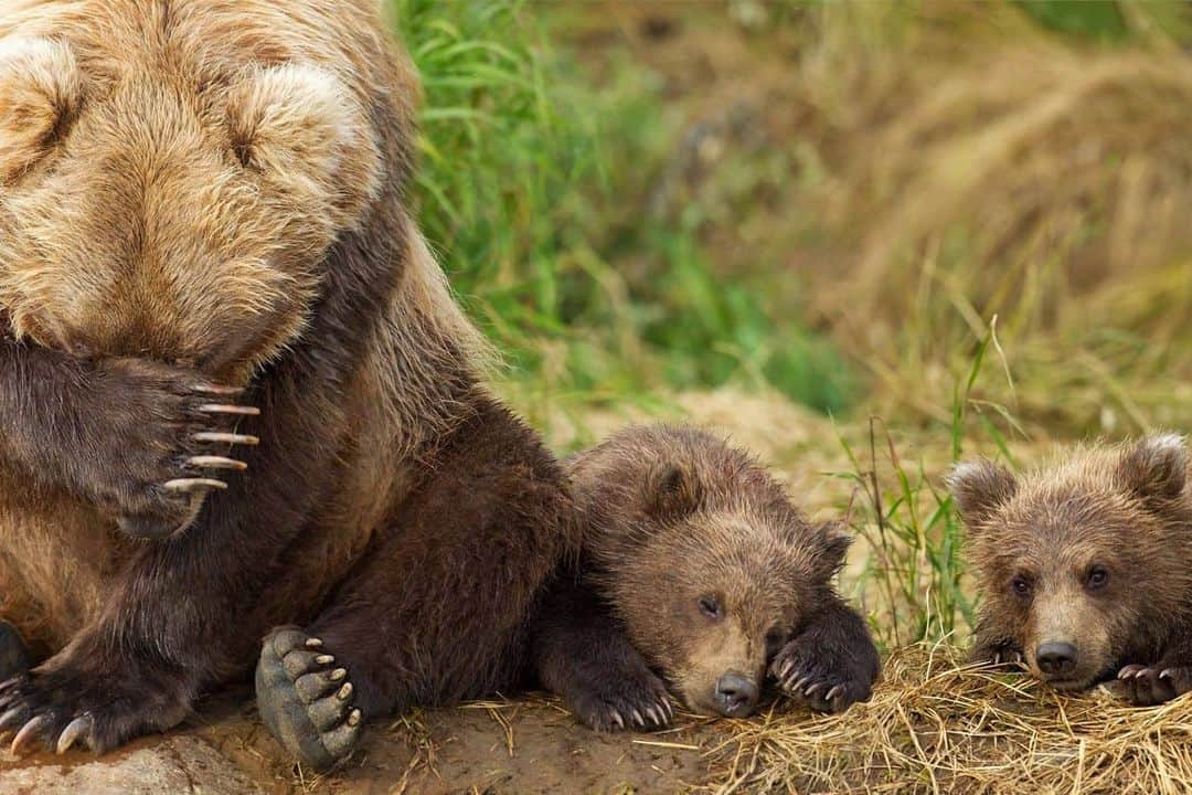 Bearsのインスタグラム：「Caption this pic!  Credits to the respective owner 📸  #bear #bears #bearcub #cub #animal #animals #saveourbears #bearlove #savetheanimals #love #cute #sweet #adorable #funny #fun #nature #beautiful #beauty #savetheearth #environment」