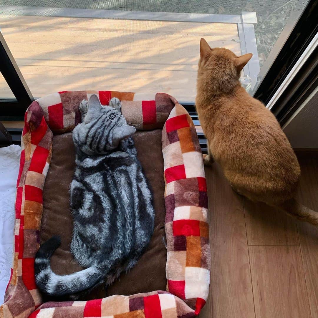 増崎孝司のインスタグラム：「今日は少し風がある そのせいか外の匂い、良いね🐈 レオ&ウル」