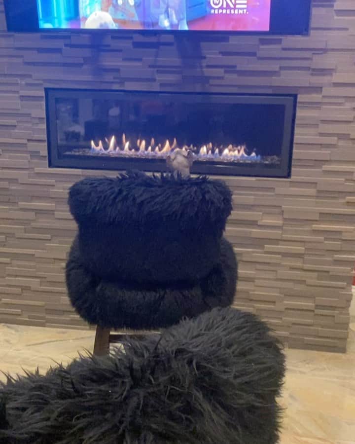 ジェニファー・ハドソンのインスタグラム：「When your cat is sitting up by the fire place watching tv !  Only #macavity」