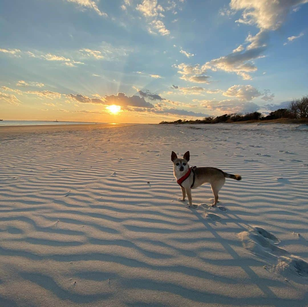 トーマス・ギブソンさんのインスタグラム写真 - (トーマス・ギブソンInstagram)「the dolphins agree with the rat that tonight’s sunset was awesome :)」1月6日 10時00分 - thomasgibsonofficial