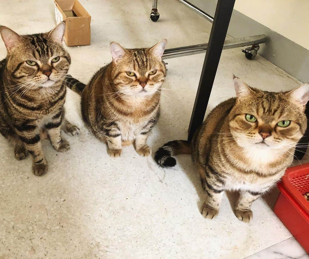 Aww Clubさんのインスタグラム写真 - (Aww ClubInstagram)「The genes 😒 run strong in the family⠀ ⠀ 📷 朱莉葉  FB⠀ ⠀ #meowed #family #😒」1月6日 10時00分 - meowed