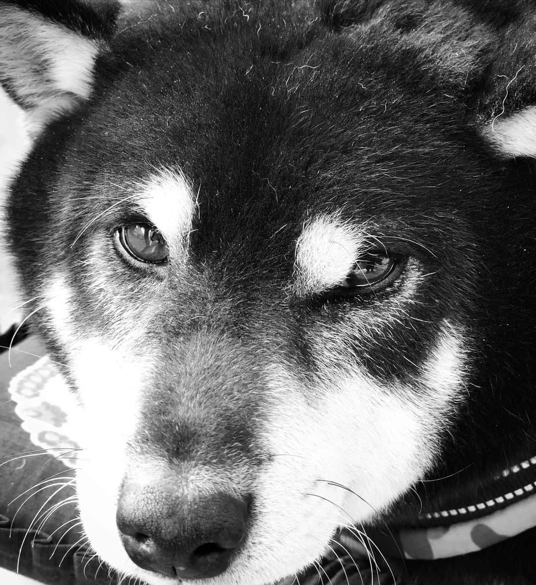 小川博永さんのインスタグラム写真 - (小川博永Instagram)「イケメン10歳。  #今朝まる #ししまる #dog #dogs #柴犬 #黒柴」1月6日 9時56分 - ogawahironaga