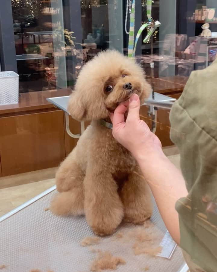 ショコラ❤︎あずき❤︎パンナのインスタグラム：「・ お兄さんと一年半ぶりの再会❗️ ・ 以前担当していただいていたトリマーのお兄さんにカットしていただきました。 インスタで前から知っていただいてた方は覚えていらっしゃるかな？とも思うのですが、パンナの大好きお兄さんです😊一年半ぶりに会った時の様子を記録したくYouTubeにアップしましたので、よかったら見てください😊 ・ #トイプードル #プードル #トイプー #犬 #toypoodlered #toypoodle #poodle #dog #dogs #instadog #cutedog #ilovemydog #dogstagram #あずしょこぱん #パンナ #トリミング」
