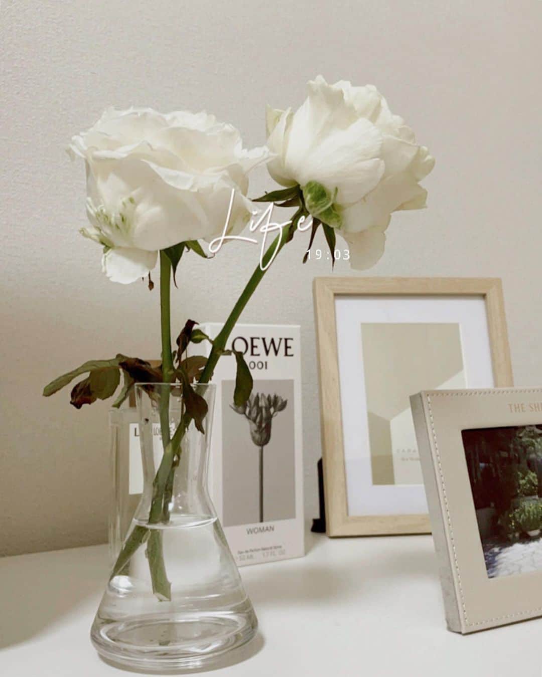 左近鈴乃さんのインスタグラム写真 - (左近鈴乃Instagram)「. 急なプレゼント🥺🌹 白薔薇2本の花言葉素敵、、🤍 いつ見てもかわいい。お部屋も喜んでる。 うれしいなああ🤍  #present #rose  #奥の写真立ては何飾ろうか悩み中笑」1月6日 19時45分 - suzuno_sakon
