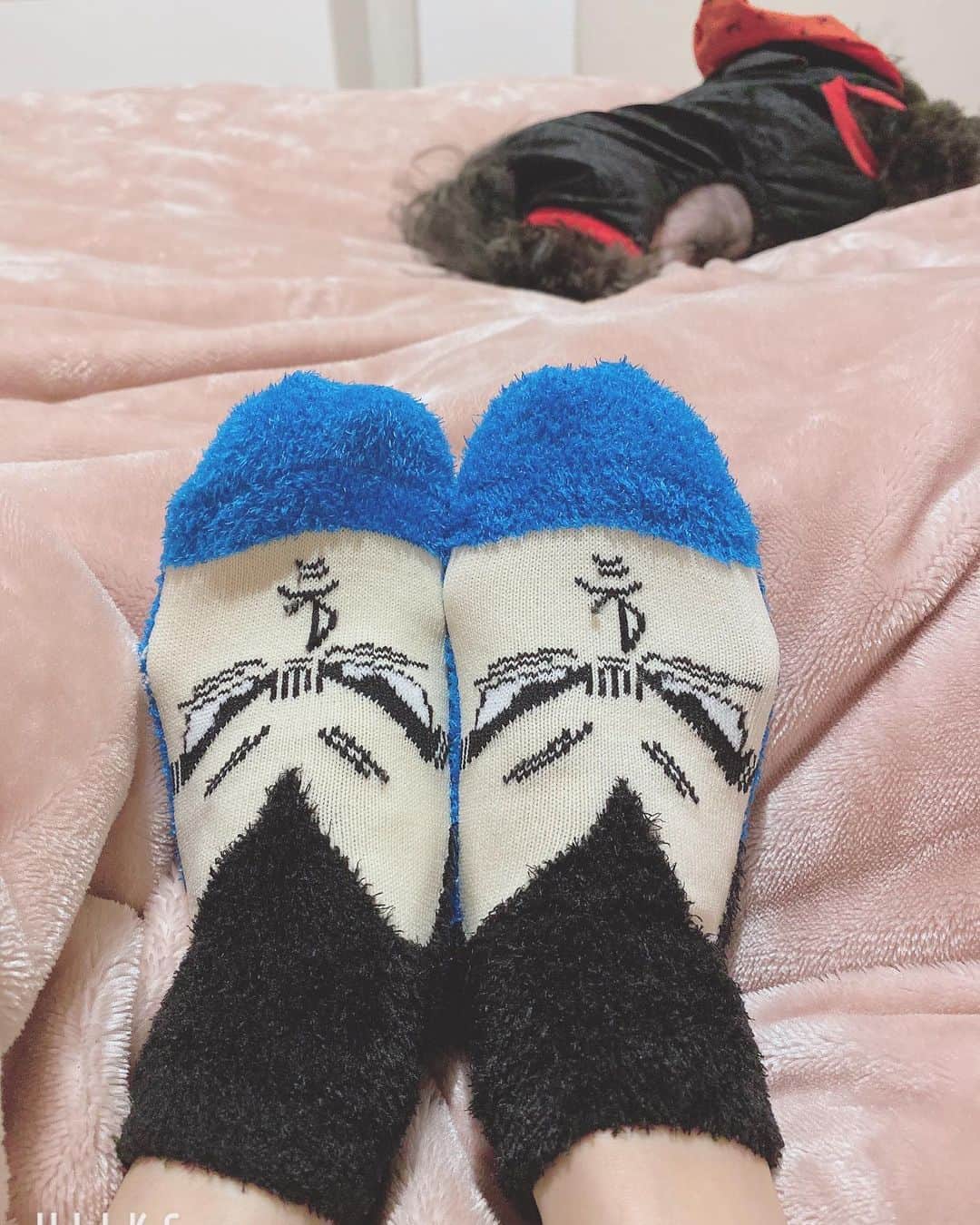 白木優子のインスタグラム：「ベジータの靴下なめの、うちのワンコ🐶 #ドラゴンボール #ベジータ好き」