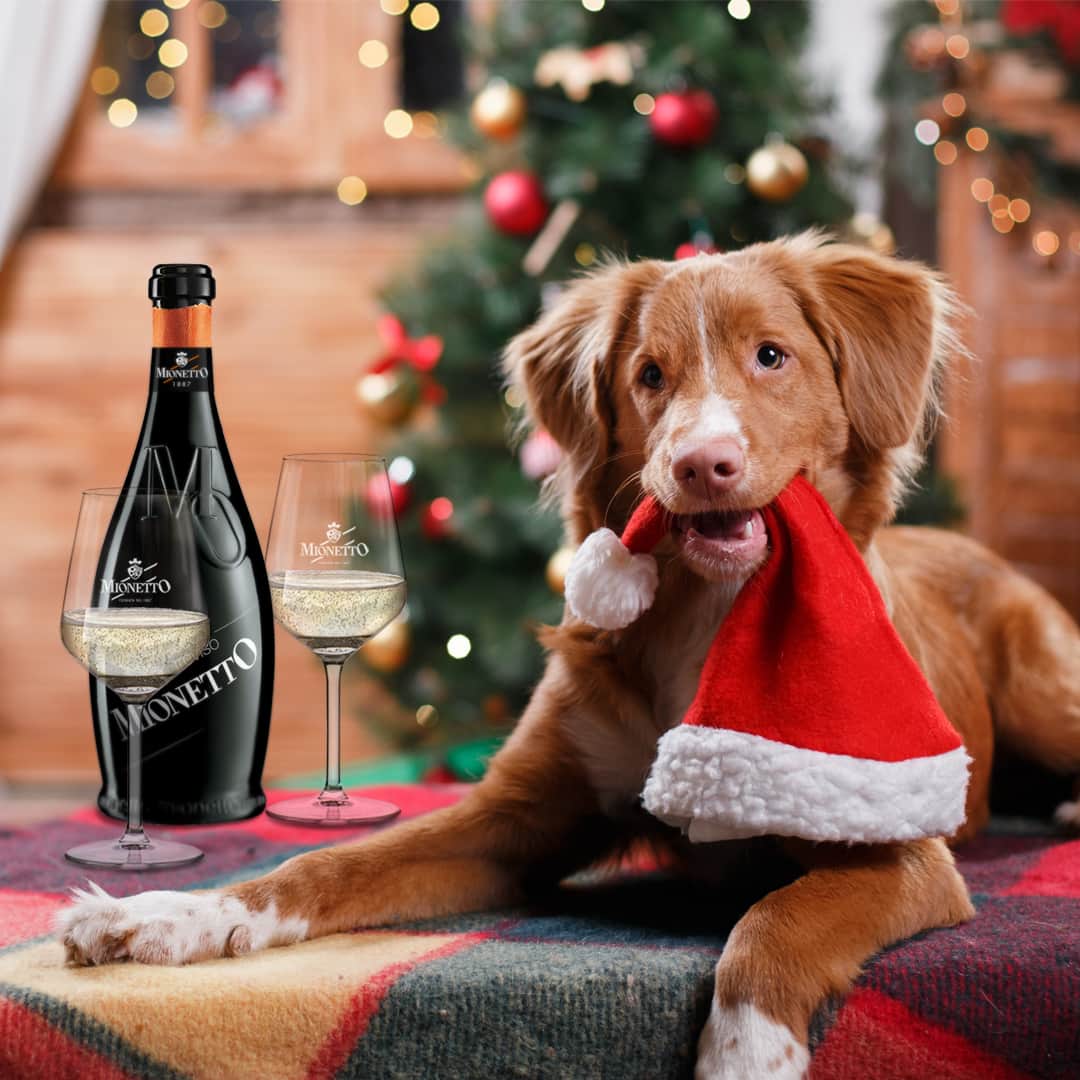 Mionetto Proseccoのインスタグラム：「Le feste sono finite e nessuno in famiglia può sottrarsi ai suoi compiti ✨ 🐶⁣ #mionettoprosecco #mionettoinsieme⁣ ⁣ Bevi Mionetto responsabilmente」