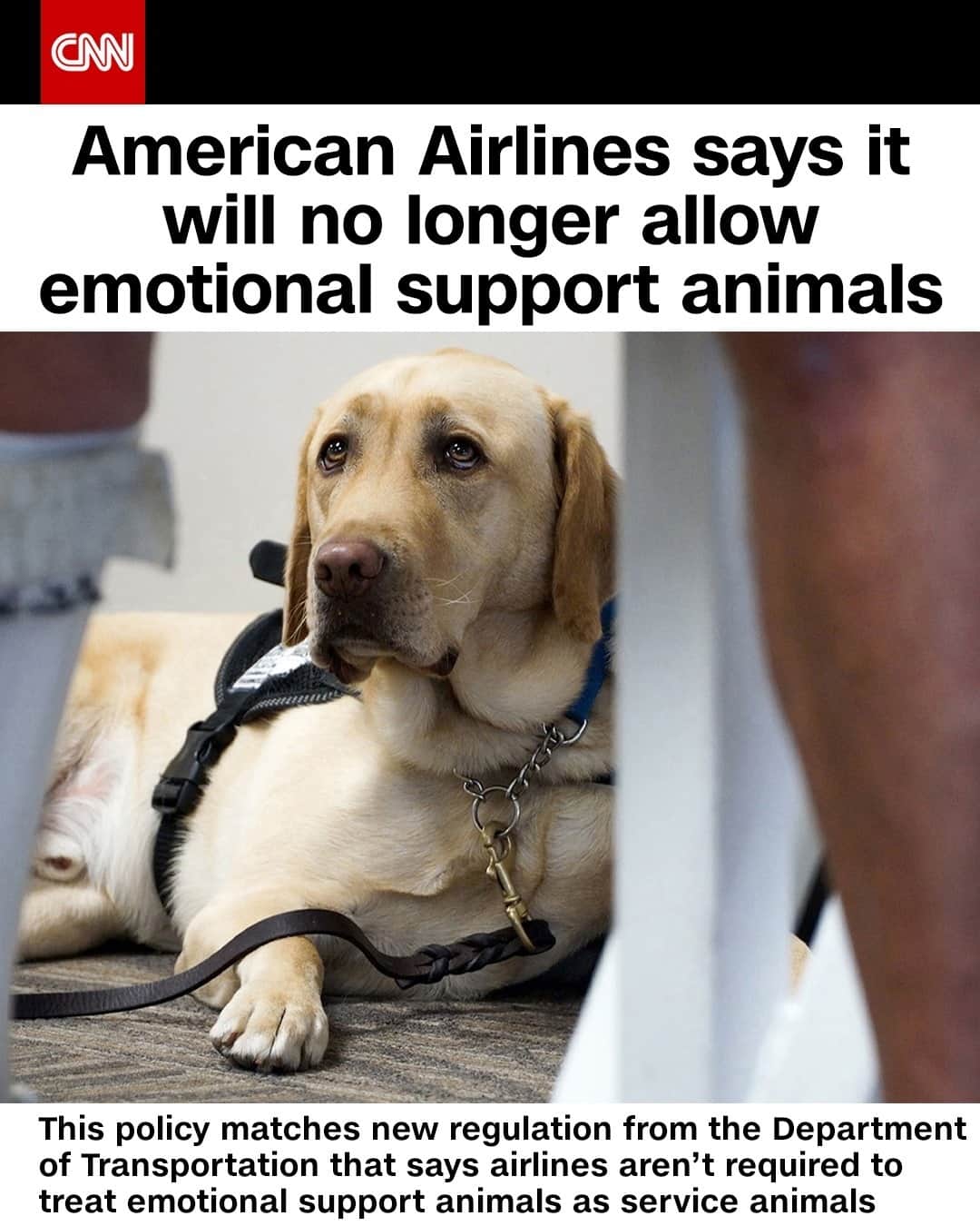 CNNさんのインスタグラム写真 - (CNNInstagram)「American Airlines says it will no longer allow emotional support animals starting next week. Airlines "are not required to recognize emotional support animals as service animals and may treat them as pets," according to new regulations from the Department of Transportation. Concern that passengers were fraudulently passing off their pets as the more loosely defined and fee-free category of emotional support animals is one reason airlines asked the DOT to review this issue. In December, Alaska Airlines announced that it will also no longer accept emotional support animals.⁠ (📸: Shelly Yang/Kansas City Star/Tribune News Service via Getty Images)⁠」1月6日 20時01分 - cnn