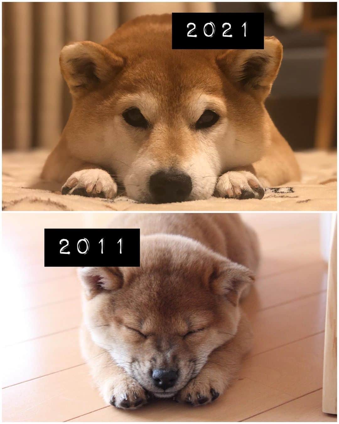 マロたんのインスタグラム：「マロたん10歳になりました🎂 毎年鯛でお祝いしてたけど、今年はマロたんの大好物のノドグロを焼きました アレルギーでケーキとか食べさせてあげられないけど、精一杯のおめでとう #birthday #10thanniversary #10yearsold #10yearsold」