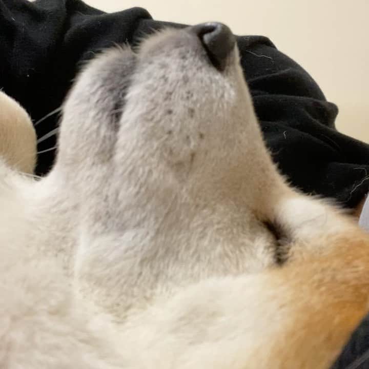 のインスタグラム：「今日、七草粥を2杯食べたのはいなちゃんですよ。 これで若返りました♡ 胃腸も絶好調になりました♡ ✩.*˚ 我が家は朝ではなく夜に食べます。 何でかは察して下さい。(ㅅ´ ˘ `)ｵﾈｶﾞｲ♡ では、おやすみなさい！ ✩.*˚ #七草粥2杯 #氷を入れたから七草汁でした #あれ？いなちゃんご飯食べたっけ？ #食った気がしない  #柴犬いなり #柴 #しば #しばいぬ #日本犬 #いぬバカ部 #柴犬ライフ #サンデイ #犬 #pecoいぬ部 #shiba #shibainu  #shibadog  #shibarbucks #shibastagram #japanesedog #shibainulife」
