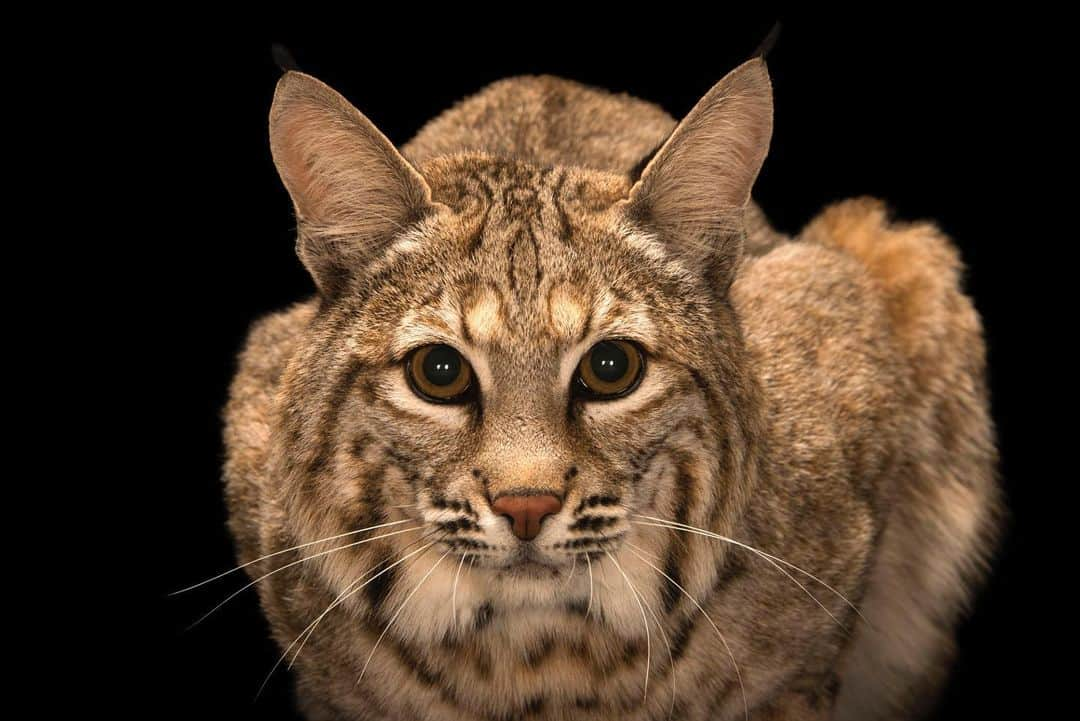 Joel Sartoreさんのインスタグラム写真 - (Joel SartoreInstagram)「One of twelve subspecies, the southwestern bobcat is a carnivore that does the majority of its hunting at night. These cats often prey on small mammals like rabbits, raccoons, and squirrels, waiting motionless and out of sight before pouncing. However, when taking down larger animals such as deer, the bobcat waits to strike until its prey is bedded down, making them an easier target. While smaller prey may be eaten in one sitting, larger prey is eaten over a period of time, with leftovers stored for future meals. Photo taken @southwestwildlife. #bobcat #southwest #feline #cat #hunter #carnivore #predator #PhotoArk #savetogether」1月6日 20時50分 - joelsartore