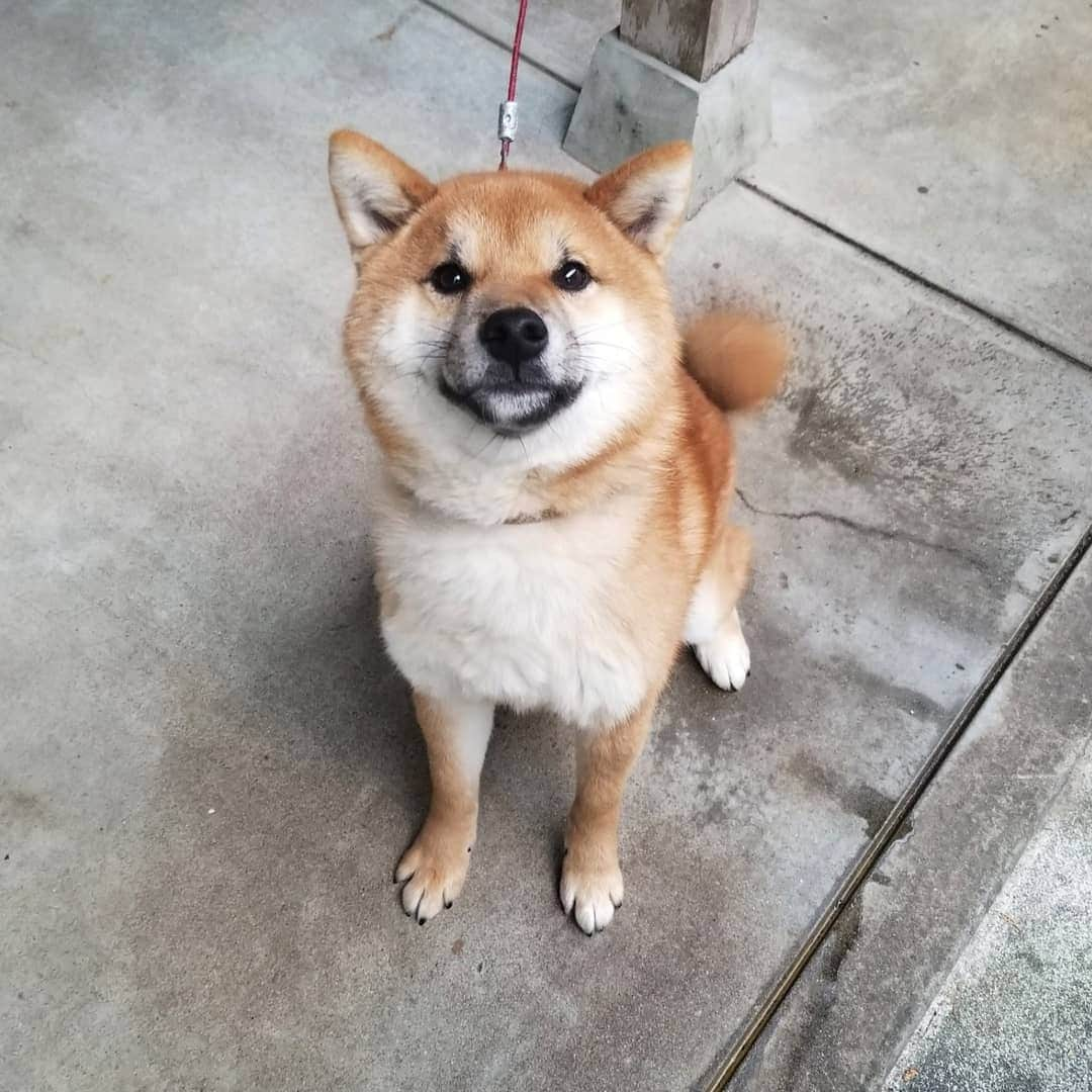 柴犬たま Shibainu Tamaのインスタグラム