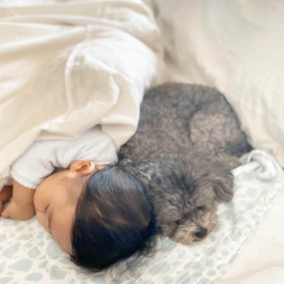 Mai Wakimizuさんのインスタグラム写真 - (Mai WakimizuInstagram)「わざわざ息子にぴったり♡ #愛犬カプリ#赤ちゃんと犬#生後5ヶ月」1月6日 12時17分 - wakkin__m