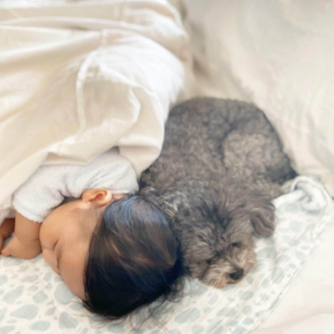 Mai Wakimizuのインスタグラム：「わざわざ息子にぴったり♡ #愛犬カプリ#赤ちゃんと犬#生後5ヶ月」