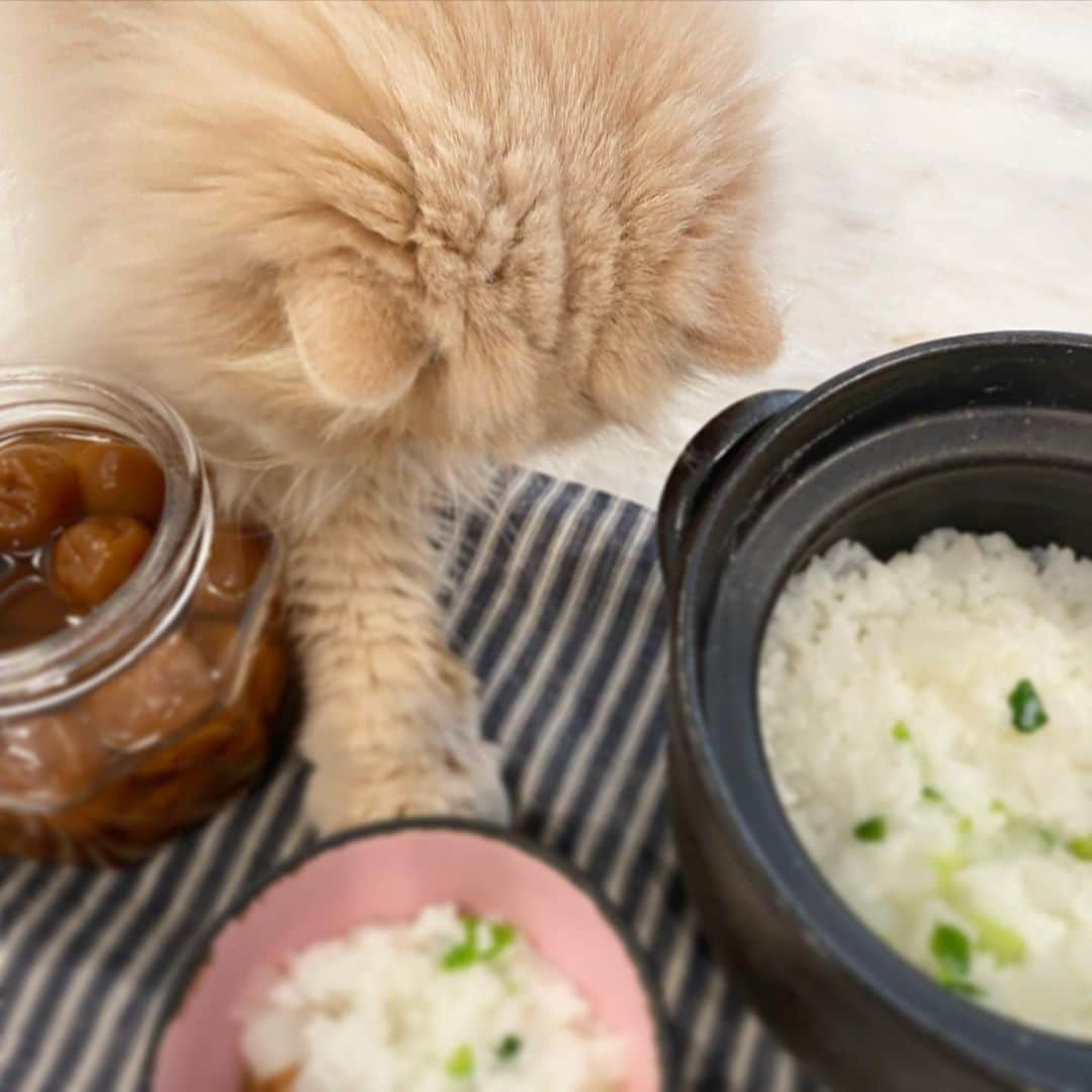 ミッシュさんのインスタグラム写真 - (ミッシュInstagram)「僕にもください🐈 #明日は#七草粥の日  #ミッシュ  #食べないでしょ #とりあえず #ていてい  #misch1207s  #鼻ぺちゃ#cat #ねこあつめ #にゃんすたぐらむ#猫と暮らす #エキゾチックロングヘア  #ねこ #ネコ #猫  #neko #猫部 #ねこ部 #にゃんだふるらいふ #catstagram #Exoticlonghair#catlover #catsofinstagram#cats_of_instagram」1月6日 12時31分 - misch1207s